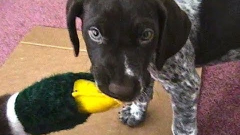 Jethro The 8 Week Old GSP Attacks Duck!