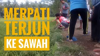 Gagal juara merpati nyemplung sawah  || merpati balap TRENGGALEK