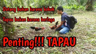 Ayam Pikat Pesulap Merah didatangi Ayam Hutan Gus Samsudin