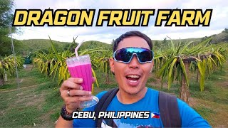 Cebu Liloan Dragon Fruit Farm | Mhy J