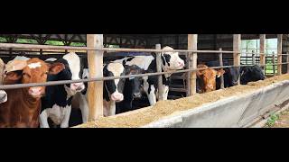 Beef on Dairy Dialogue: What's going on with carcass size?