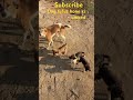 Dog femus hona chahta hai 🤨#doglife #doglove #dogshorts #dogtraining