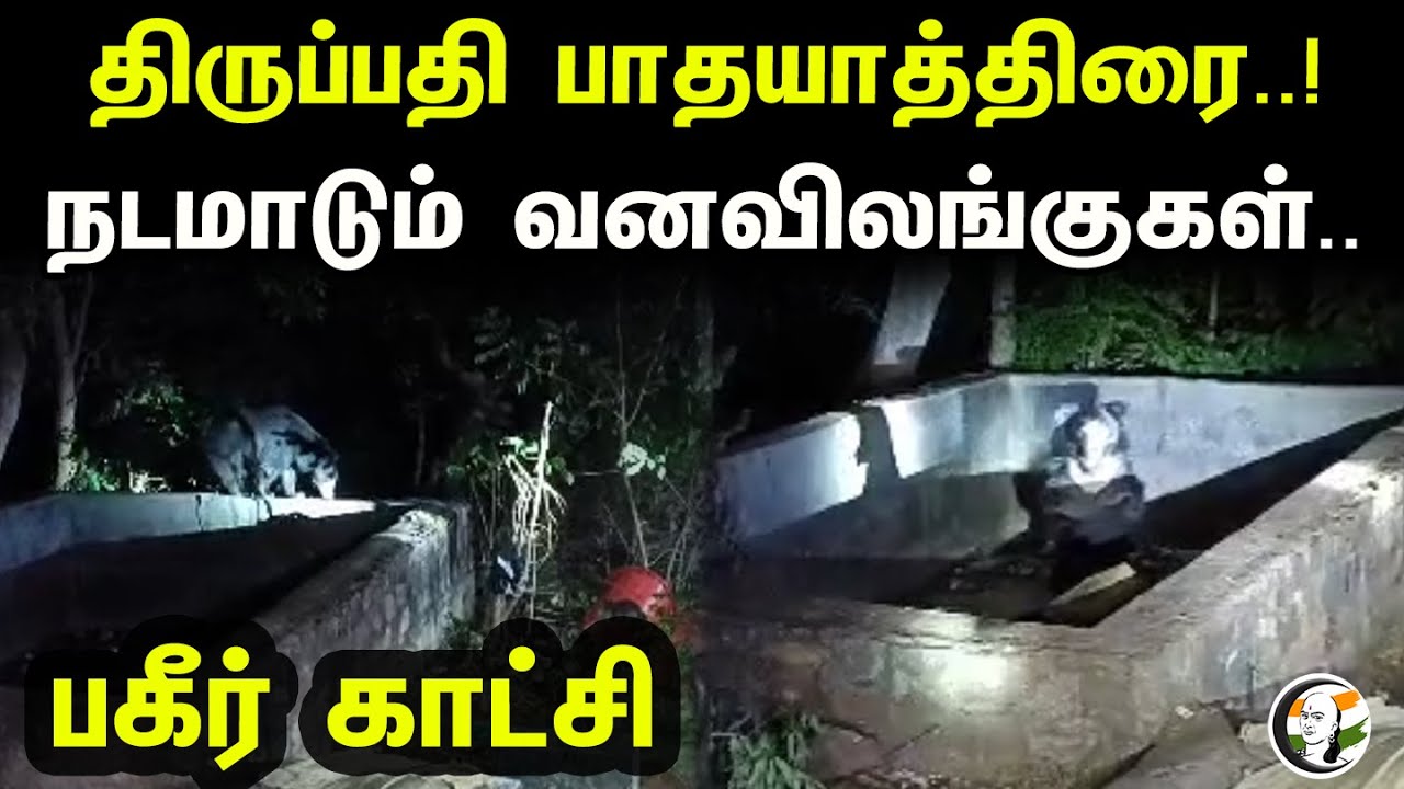 திருப்பதி  பாதயாத்திரை..! நடமாடும் வனவிலங்குகள்..| Tirupati Padayatra..!| Wild animals on the move |