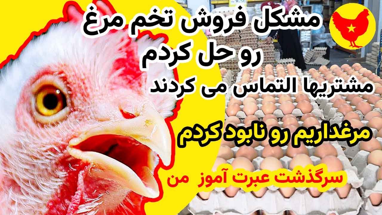 مشکل فروش تخم مرغ رو حل کردم - مرغداریم رو نابود کردم - پرورش مرغ محلی