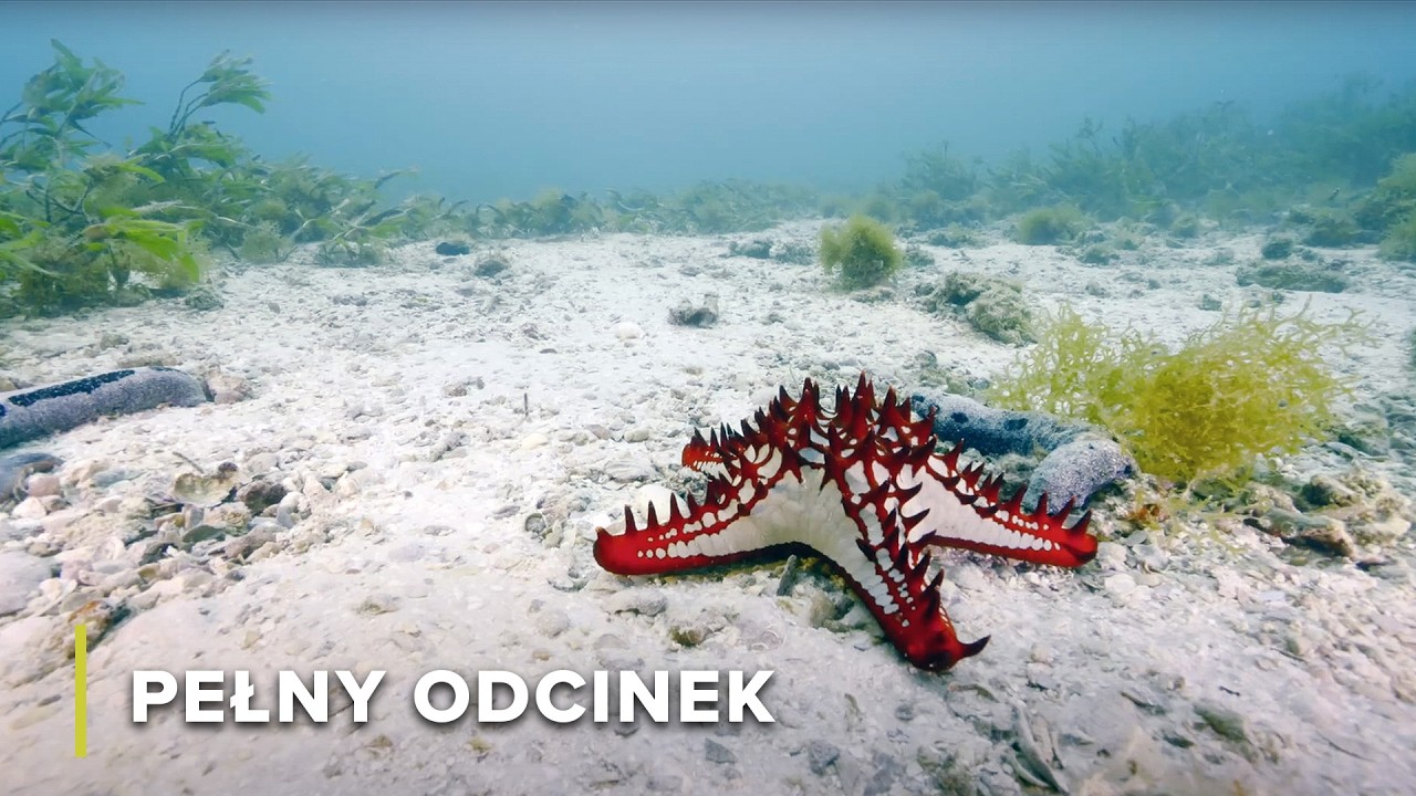 Kolorowe i Zakamuflowane Stworzenia Bazaruto | Podwodne Cuda Afryki 105