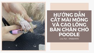 Hướng dẫn cắt mài móng chân và cạo lông bàn chân chó Poodle | How to cut poodle toenails?