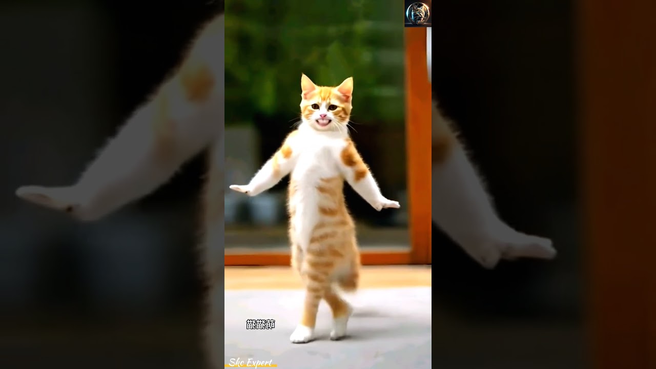 😍 Dancing Cat With Swag 😎😎 Beautiful Cat dance performance 😻