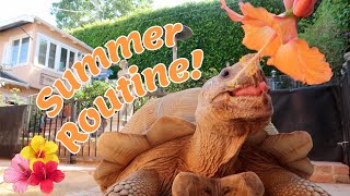 Tiptoe's Summer Routine *tortoise*