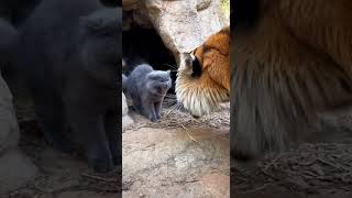 This Tiny Cat Shows A Tiger Whos Really Boss