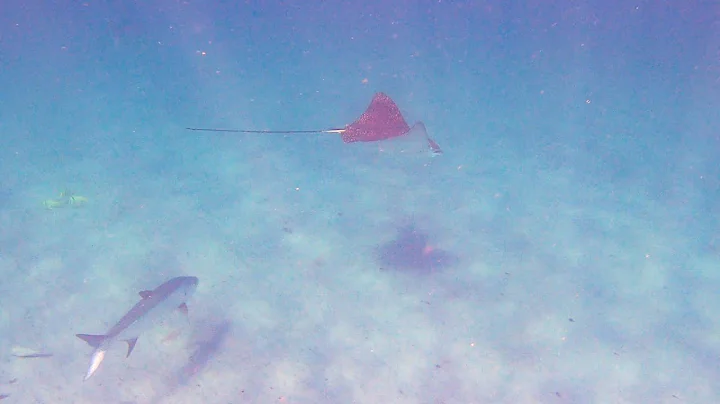 A Spotted Eagle Ray, Tarpons & Tropical Fish at the Delray Beach, Florida, Shipwreck -- GoPro Hero 7