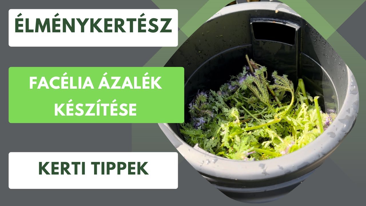 Facélia ázalék készítése🪣