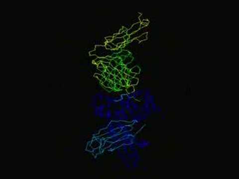 MHC Class I - Viral Peptide - TCR