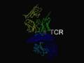 MHC Class I - Viral Peptide - TCR