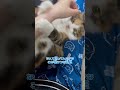 噛みつき毛玉(もうだま) #子ネコ #保護猫動画 #cat