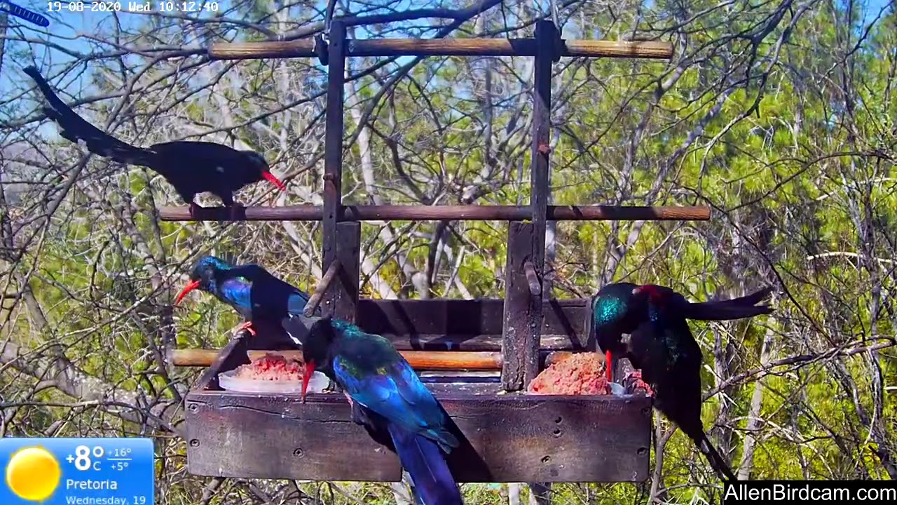 Red-billed woodhoopoe family causing a commotion.
