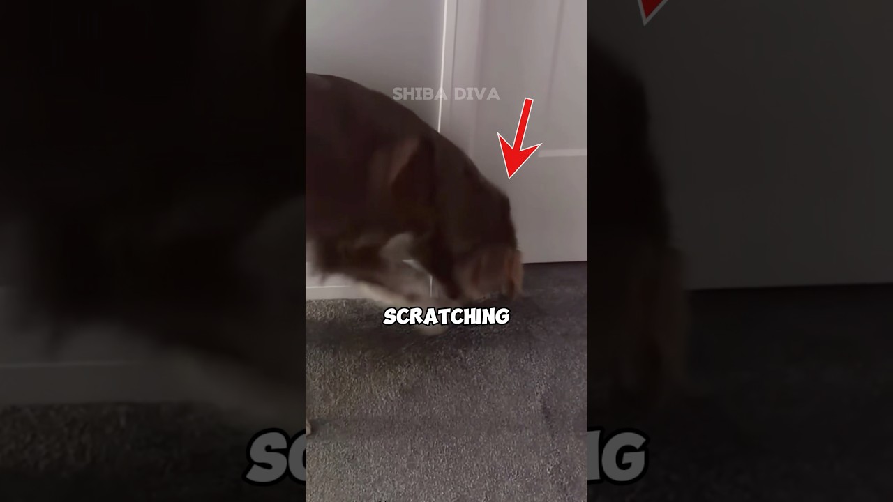 Something Hiding Under the Carpet?! (via: nahlaspeaks/IG) #shorts #trending #viral #dog