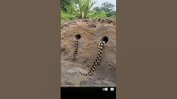 Đào hang rắn độc xém bị cắn #snake