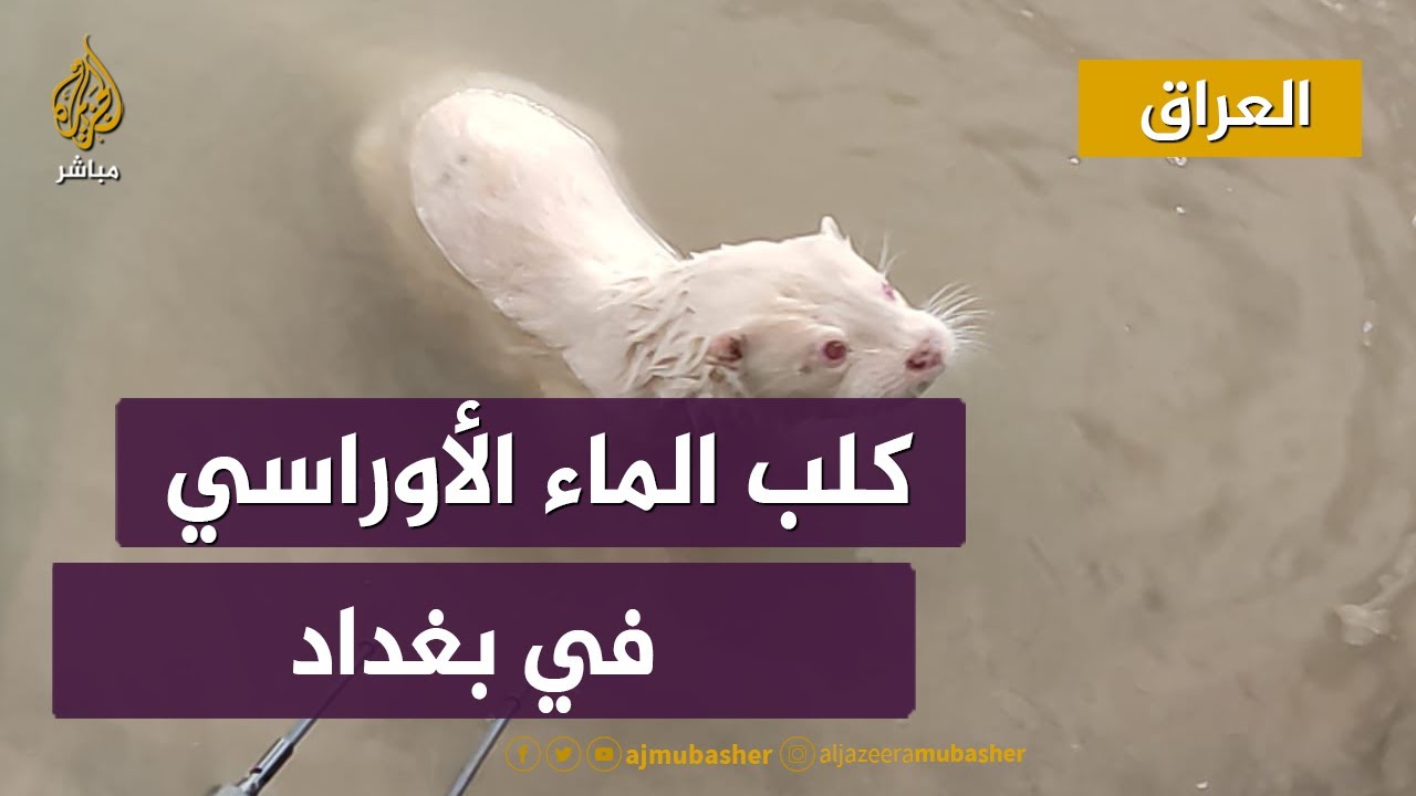 "كلب الماء الأوراسي" النادر في بغداد