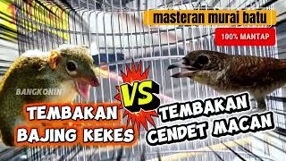 Download Lagu Masteran murai batu - tembakan bajing kekes dan tembakan cendet macan  MP3