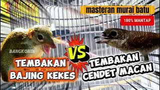 Masteran murai batu - tembakan bajing kekes dan tembakan cendet macan 