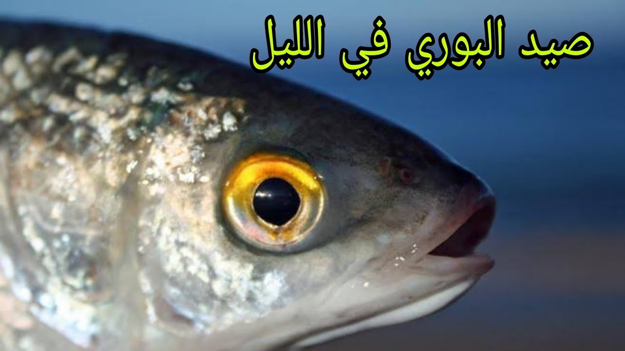 أفضل طريقه لصيد سمك البوري ( ليلا ) في الظلام.....او في النهار ...طريقه ممتازة جدااا