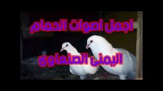 اجمل اصوات الحمام (اليمنى الصنعاوى) The most beautiful sounds of pigeons