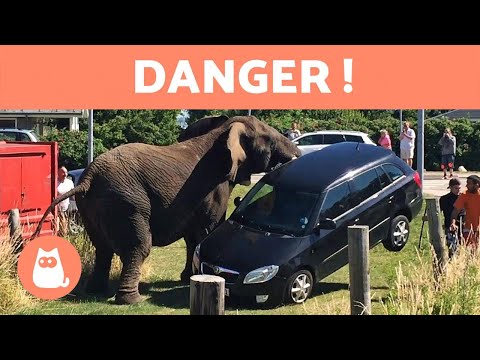 Vidéo: Quel Est L'animal Le Plus Dangereux