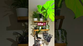 Monstera Care Experiment With Leca And Perlite