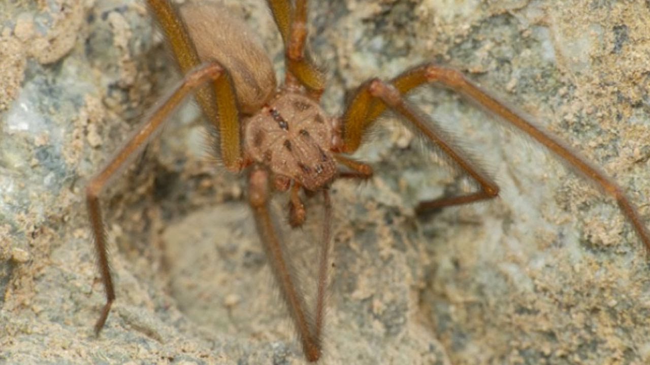 Adolescente chileno descubrió una nueva araña de rincón