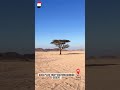 Eastern Arabian Desert acacia tree Egypt life wildlife nuture landscape desert mountains mp3