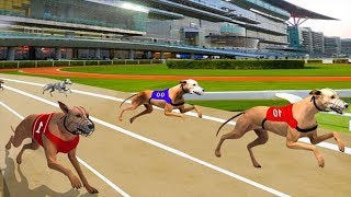 Wild Greyhound Dog Racing 2018 Android GamePlay HD screenshot 3