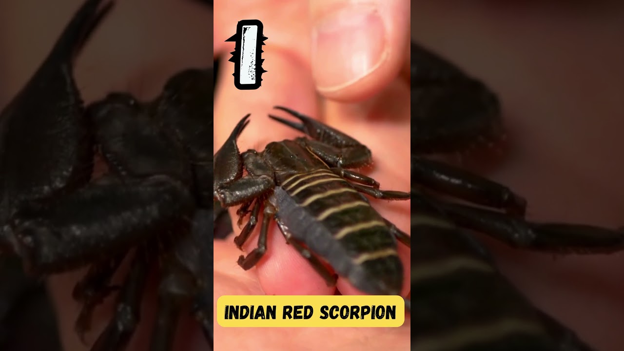 ABC Insects Song | ABC Bug Learning for Kids | Fun Alphabet Song for Preschoolers | UZR Learning