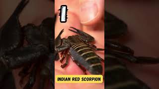 ABC Insects Song | ABC Bug Learning for Kids | Fun Alphabet Song for Preschoolers | UZR Learning