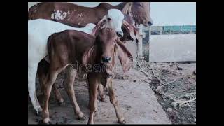 Cross Breed Gir Bull Gondaliyo Calves 🔥