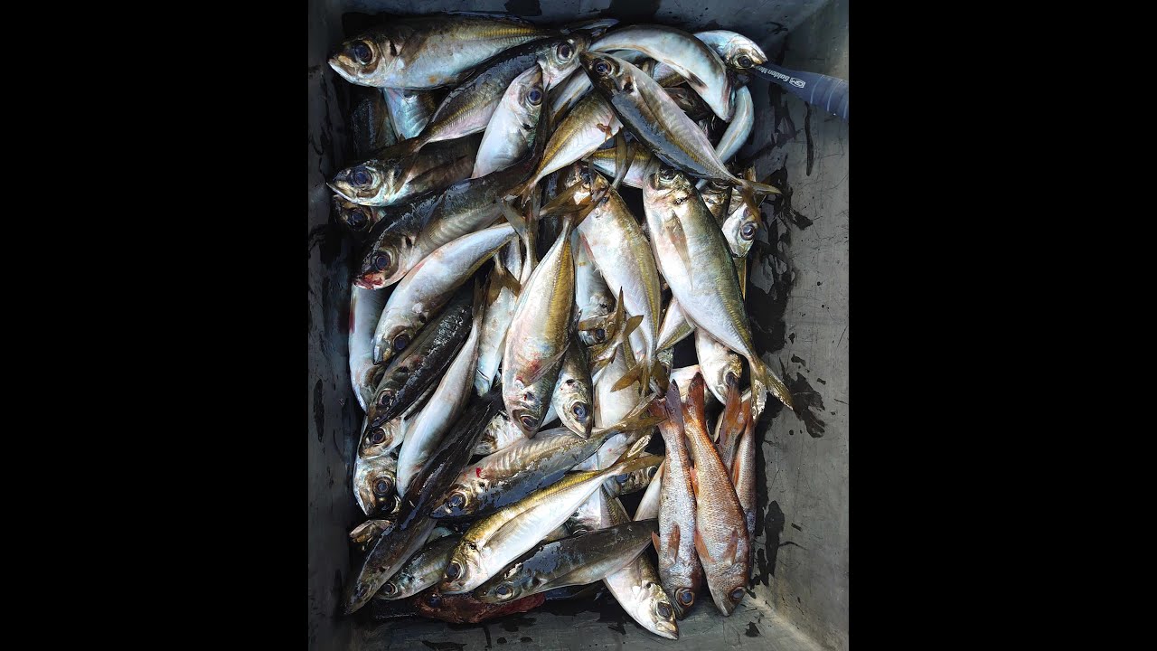 ソルティセンセーション スペリオル　SPRS-65L-T サンダーショット f-marunishi_4533625140715