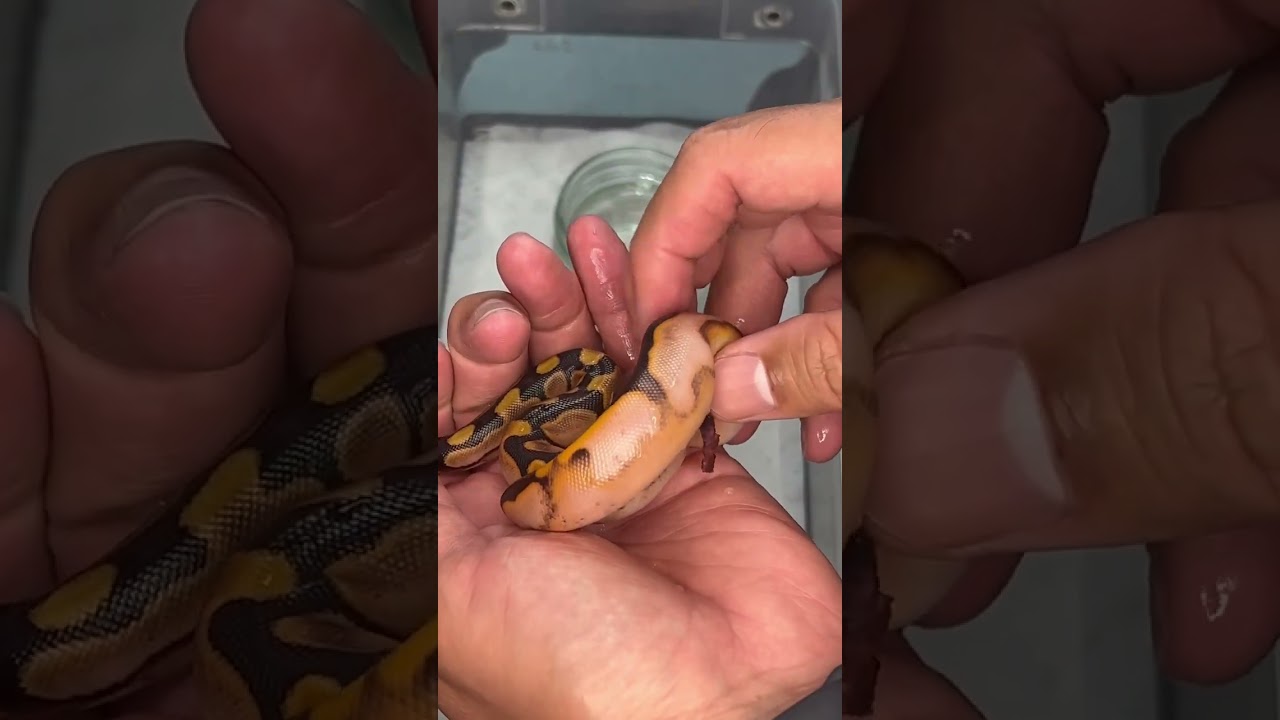 Campfire Ball Python