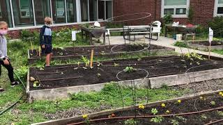 Marblehead’s Village School Organic Garden
