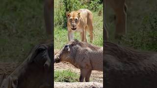 A Proud Warthog Learned A Hard Lesson Today