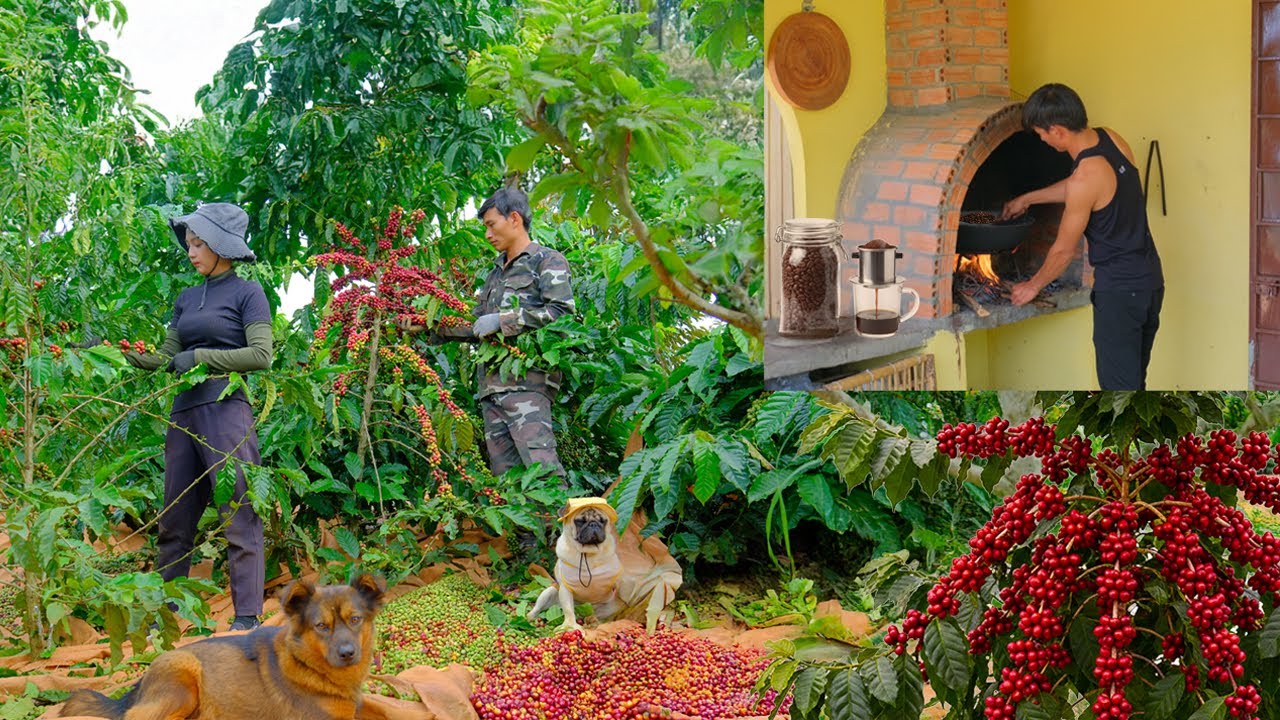 Harvest Coffee With Sister Tieu Lien To Sell, Make Handmade Roasted, Ground Coffee| Trieu Nhat Long