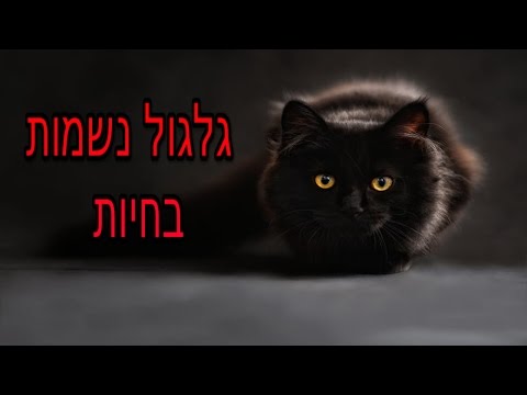 וִידֵאוֹ: מארש: גלגול נשמות. כלי עזר חדש