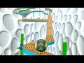 Going Balls SpeedRun Gameplay Level (29-60)