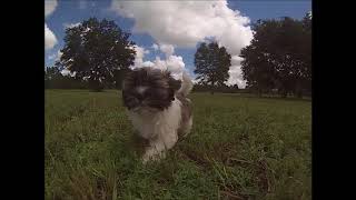 Havanese Puppies for sale in Florida - Miami - Orlando - Sarasota - Tampa - St. Pete