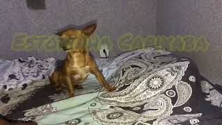 Estopinha Capixaba Não Quer Ir Para Creche