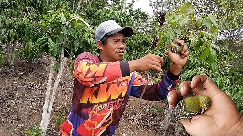 Mikat burung sirtu/cipoh menggunakan suara mp3.dapat satu pasang