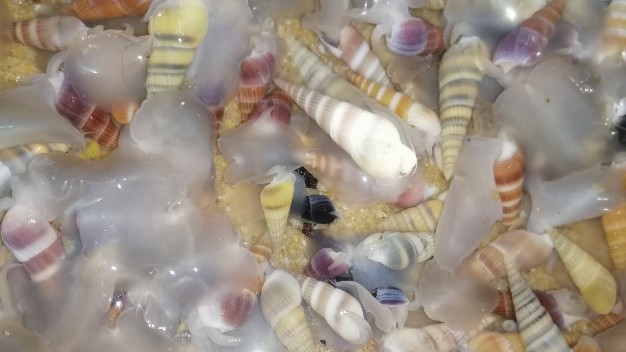 #Real sea shells# - YouTube