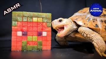 Minecraft ASMR Mukbang Eating Steve 🐢 Turtle Tortoise 99