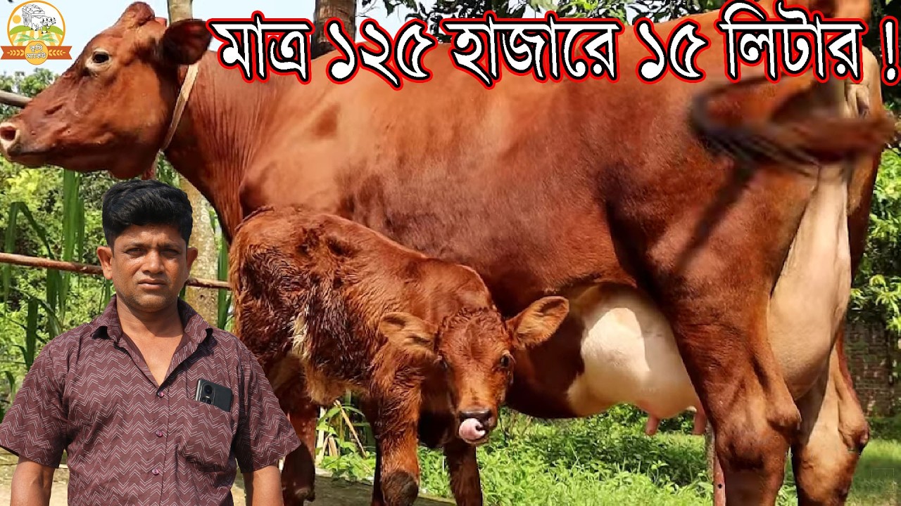 মাত্র ১২৫ হাজারে বাচ্চাসহ ১৫ লিটার জার্সি ! জাকির ভাইয়ের চ্যালেঞ্জ গাভী প্রতি ৩০ হাজার টাকা কমে