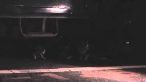 dinner under truck [ PENTAX Q10, 02 standard zoom ]