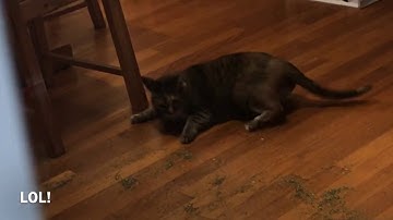 Catnip catastrophe!