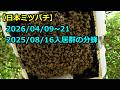 日本ミツバチ】2026/04/09~21 2025/08/16入居群の分蜂 - YouTube